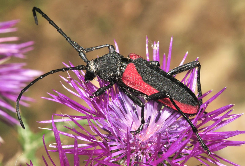 Cerambycidae dalla Grecia: Purpuricenus budensis ed altri